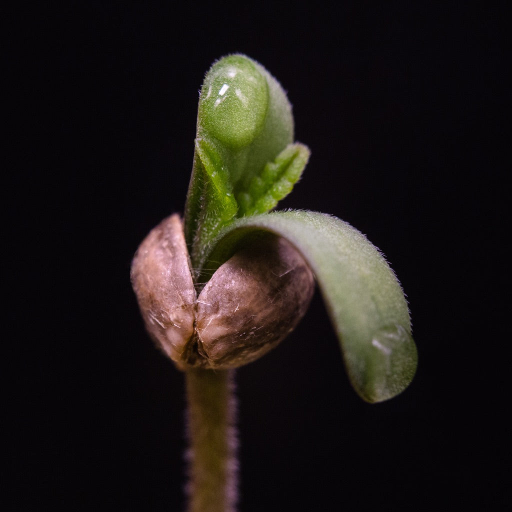 Ein Cannabis Samen der gekeimt ist, vor einem schwarzen Hintergrund