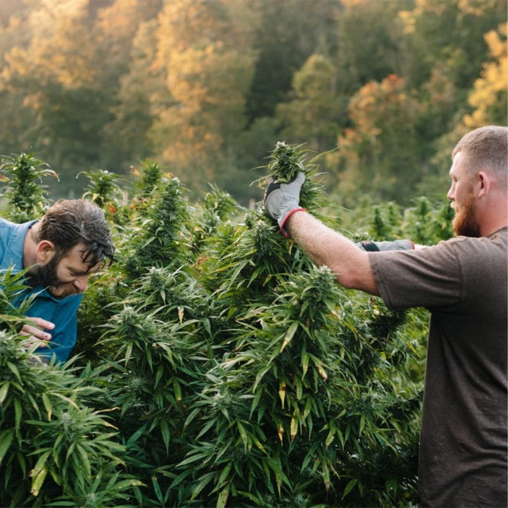 Zwei Männer die in einem Cannabis-Outdoor-Feld die Blüten pflücken. 